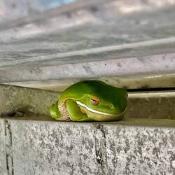Dieser süße Frosch saß die ganze Zeit unter dem Dach des Bootes