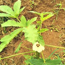 Okra-Pflanze