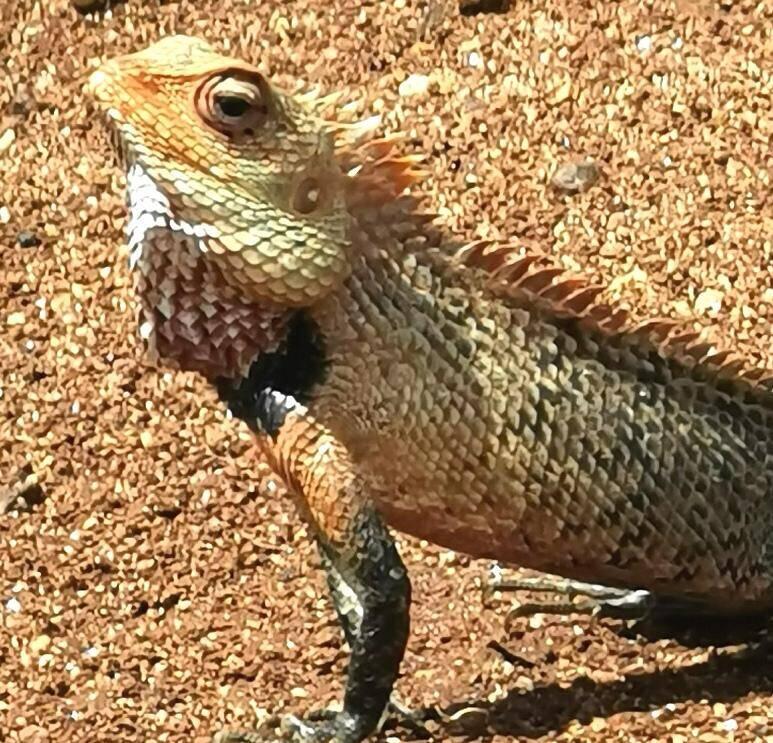 Chameleon