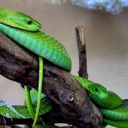 Grüne Mamba