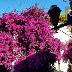 Just intense magenta...