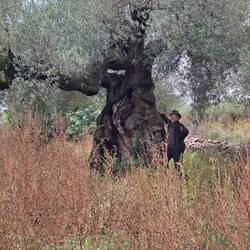 Das ist der wahrscheinlich älteste Olivenbaum