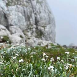 Zum Beispiel ein wenig Schafgarbe..