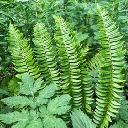 Weiter unten ist der Blick wieder frei, zum einen auf Lanzenschilffarn und Behaarten Kälberkopf,..