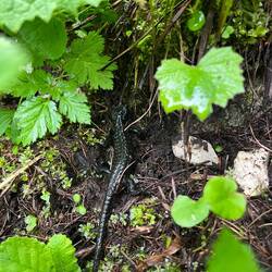 ..ein Alpensalamander sich versucht zu verstecken.