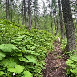 ..und erreichen so ein Meer aus Alpendost, wo..