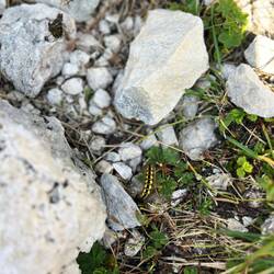 ..uns sogar die Wolfsmilch-Rindeneule und..