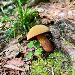 Doch wir steigen lieber ab in die Maronenröhrling-Region, wo..