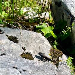 ..Rotflügige Schnarrschrecke und zum Verbleib überreden möchten.