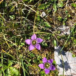 Auch wenn Feldkranzenzian..