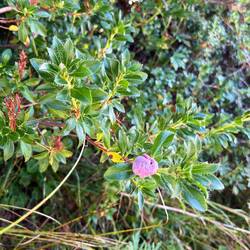 ..und Bewimperte Alpenrose, ja..