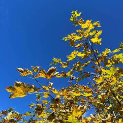 ..begrüßen wieder die Herbstlandschaft 🍁