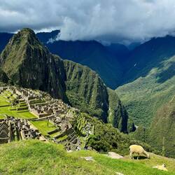 Un alpachino sdraiato 🦙