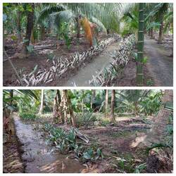 Views around the homestay