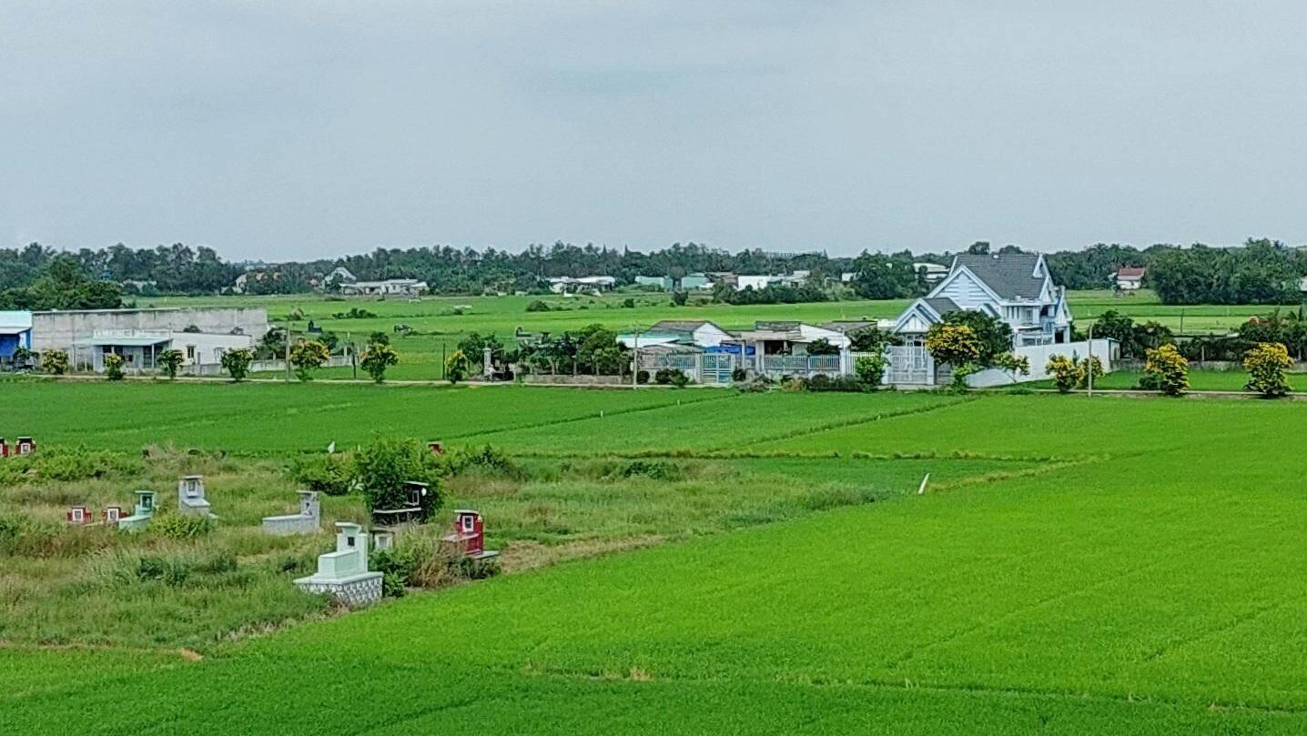 Paddy fields en route to the Mekong Delta