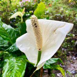 Peace lily (Spathiphyllum cochlearispathum