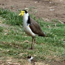Mutti versteht keinen Spass ... Babies beschützen