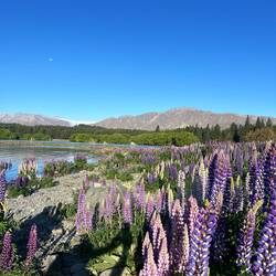 Lake Tekapo