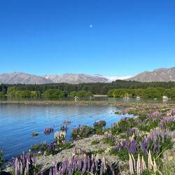 Lake Tekapo