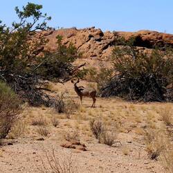 Kudu
