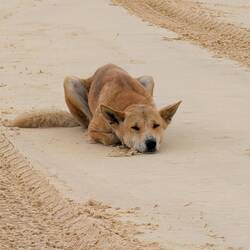 Wartender Dingo bei den Fischern