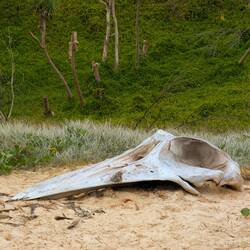 Wal Schädel am Strand
