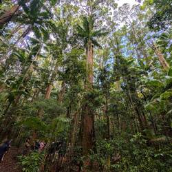 Baumriesen im Regenwald