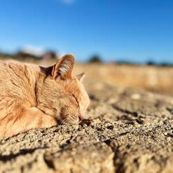 Heutzutage wachen jedoch andere Herrscher über diese Gräber!