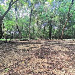 Versammlungsplatz unter Bäumen