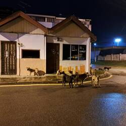 Tant de beaux chiens dans les rues de Kampar, ils sont clames et on l'air plutôt en bonne santé