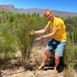 Thomas präsentiert.... Rooibos