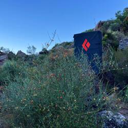 Turtle berries (Schildkrötenbeeren)