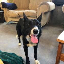 Der Hüttenwart muss auch noch kurz bespaßt werden