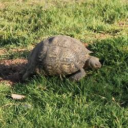 Besuch am Zelt