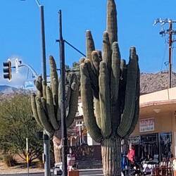 Abfahrt aus 29Palms -Sind die nicht toll?