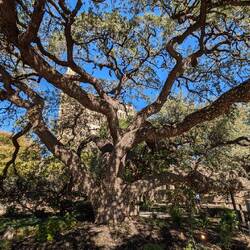 Über 140 jährige Eiche im Missionspark