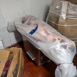 Ein Sumpfesel (Moose)