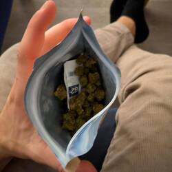 kleine Marihuanablüten aus dem Canabis-Store