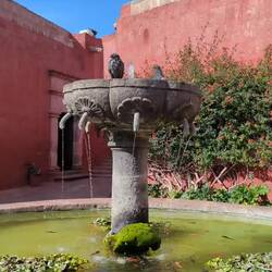 Pigeons enjoying their bath
