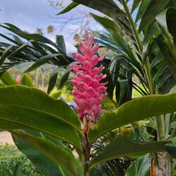 Tolle Pflanzen hier im Garten