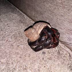 Unerwarteter Besuch vor unserer Terrasse...