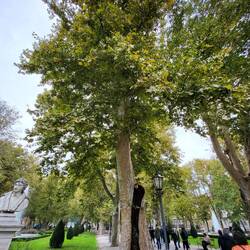 Ancient Plane tree