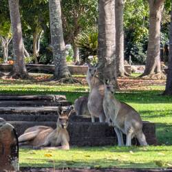 Die Roos auf dem Cem