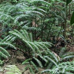 Riesenfarn - millionen Jahre alt - gibt es nur noch auf K'gari