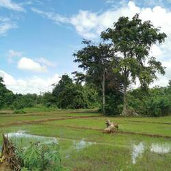 Reisfeld ist schon grün