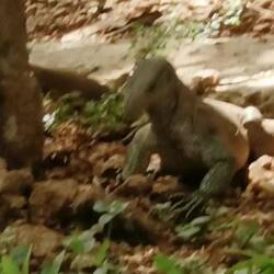 Waran sucht nach Ameisen