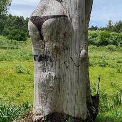 Nein! Wir stecken den Kopf nicht in den Baum!