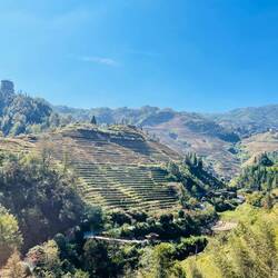 Reisterassen, leider unmittelbar nach der Ernte