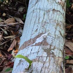 Dieser Baum produziert ein Harz, welches von den Indigenen zum kleben verwendet wird