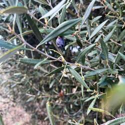 ..Olive einsammeln und verarbeiten.